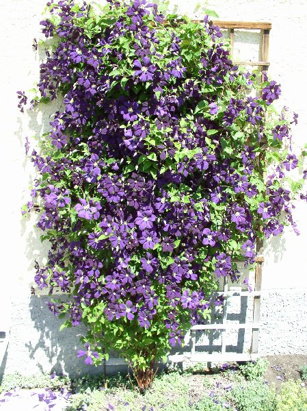 http://www.van-vliet.org/florafauna/images/clematis-etoile-violette.jpg