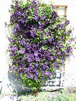 clematis-etoile-violettex.jpg