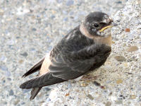 Cliff Swallow young