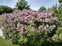 Dwarf Korean Lilac