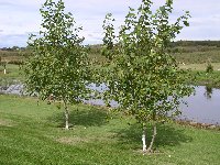 Poplar Brooks #6 (tree)