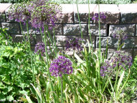 Allium Purple Sensation