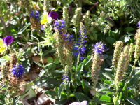 Alpine Speedwell