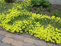 Alyssum Saxatile