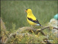 American Goldfinch