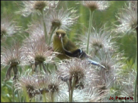 American Goldfinch