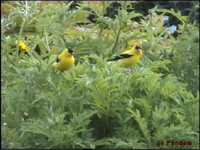 American Goldfinch