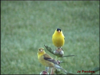 American Goldfinch