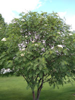 American Mountain Ash