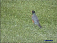 American Robin