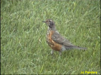 American Robin