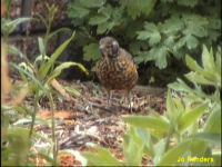 American Robin