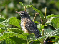 American Robin