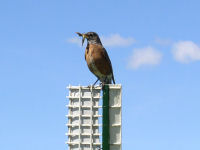 American Robin