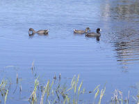 American Coot