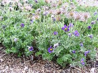 Anemone Pasque Flower