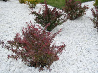 Cherry Bomb Japanese Barberry