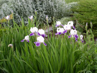 Bearded Iris