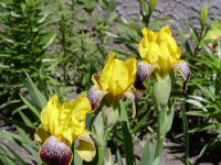 Bearded Iris