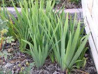 Bearded Iris