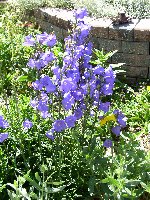 Bellflower