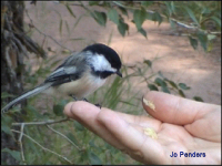 Black-capped Chicadee