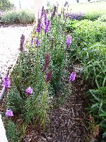 Liatris Balzing Star