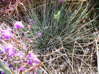 Blue Fescue