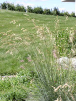 Blue Oat Grass