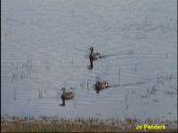 Blue-winged Teal