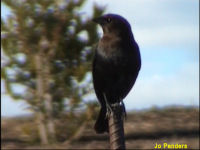 Brown-headed Cowbird