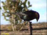 Brown-headed Cowbird