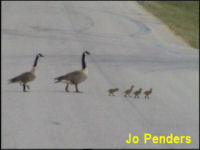 Canadian Geese