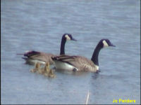 Canadian Geese