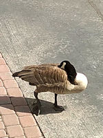 Canadian Geese