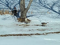 Canadian Geese