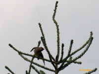 Cedar Waxwing