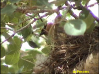 Cedar Waxwing