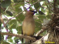 Cedar Waxwing