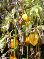 Chinese Lantern Plant