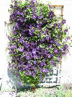 Clematis Etoile Violette