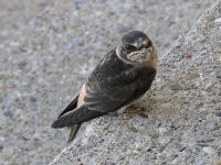 Cliff Swallow young