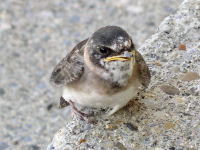 Cliff Swallow young