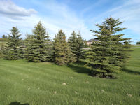 Colorado Spruce