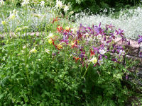 Columbine Long Spurred Mixed