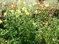 Columbine Long Spurred Mixed