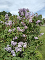 Common Lilac