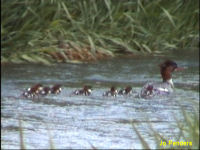 Common Merganser