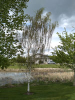 Cutleaf Weeping Birch