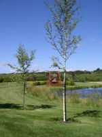 Cutleaf Weeping Birch